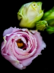 _len4551 lisianthus 2 signe reduit